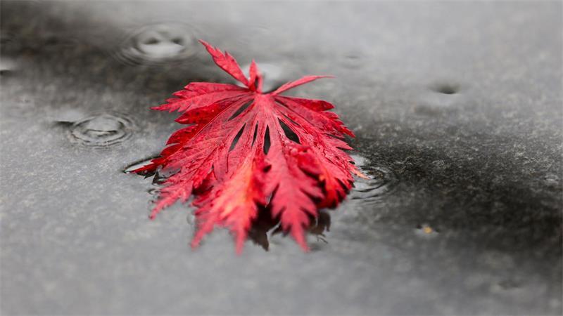 Regnerisches Herbstwetter im Norden. (Symbolbild)