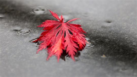 Regnerisches Herbstwetter im Norden. (Symbolbild)