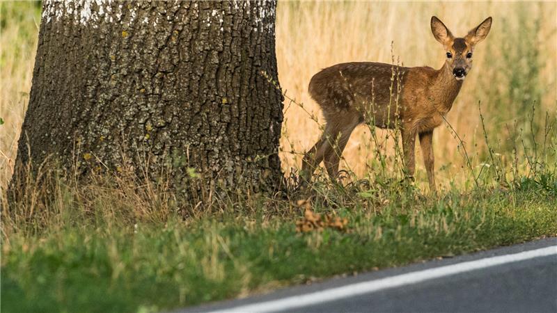 Reh voraus: Rund um Waldgebiete, Wiesen und Felder ist besondere Wachsamkeit und Bremsbereitschaft gefragt.