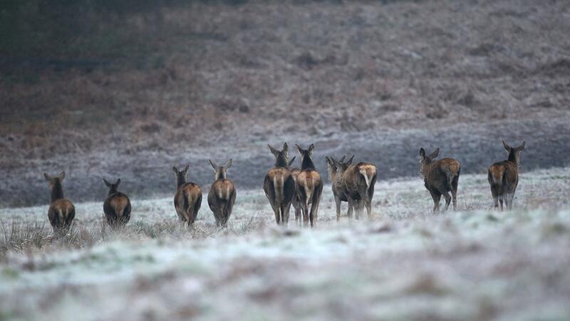 Rehe auf einem frostbedeckten Feld im Richmond Park in London.