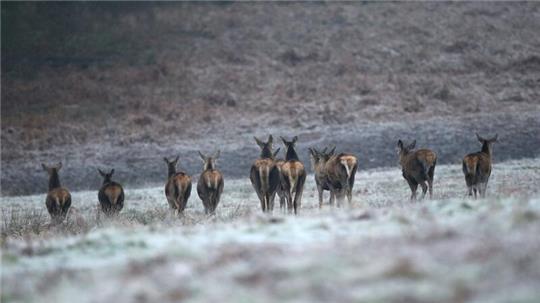 Rehe auf einem frostbedeckten Feld im Richmond Park in London.