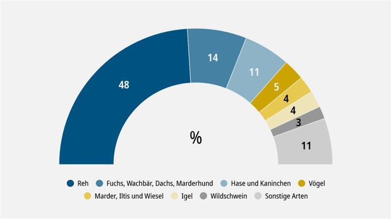 Rehe sind am stärksten gefährdet - über 36.500 ausgewertete Datensätze von 2021 bis 2023