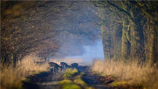 Rehe sind morgens im Oderbruch unterwegs.