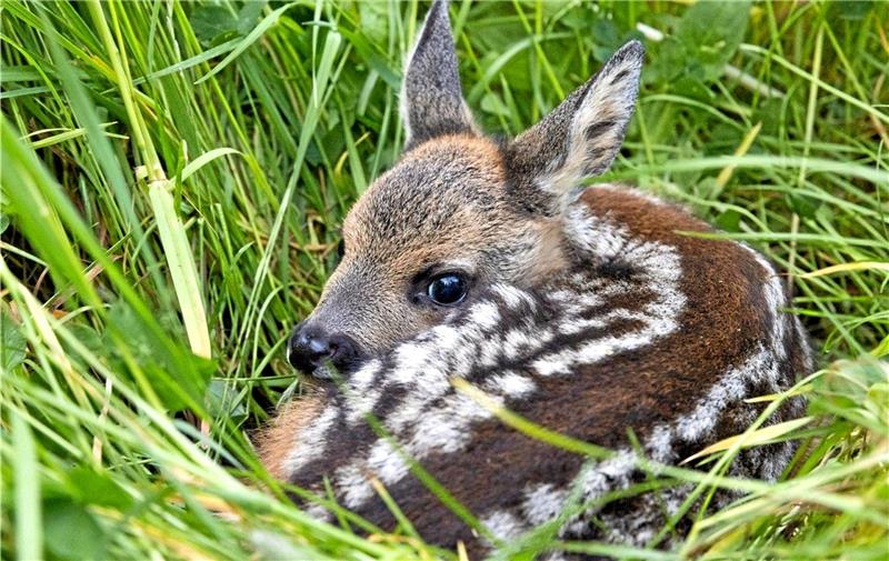 Rehkitze sind gut versteckt - nur mithilfe von Technik lassen sich die Wildtiere aufspüren. Fotos: Privat