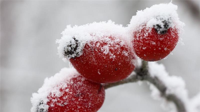 Reif umhüllt Hagebutten an einem Strauch in Sachsen-Anhalt