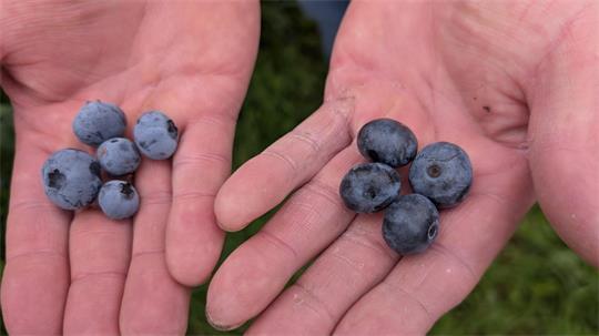 Reife Heidelbeeren: Links mit dem Duftfilm. Er ist ein Zeichen für Frische und muss vor dem Verzehr nicht zwingend abgewaschen werden. Rechts mit abgeriebenem Wachsüberzug. Letzterer fehlt häufig bei Importware.