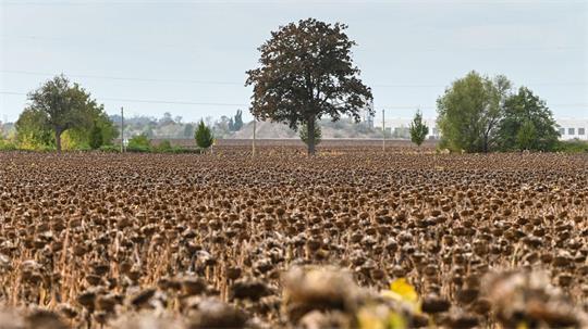Reife Sonnenblumen stehen kurz vor der Ernte auf einem Feld bei Piethen.