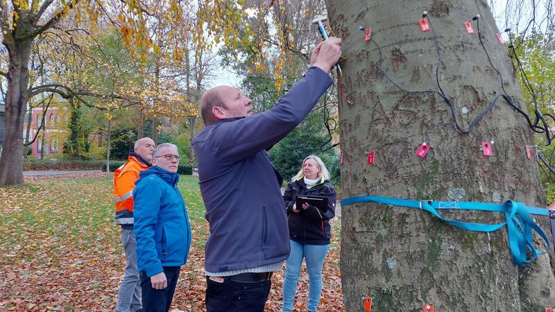 Ein EKG für eine Trauerbuche auf der Königsmarck-Bastion Reiner Jacob und Wilfried Böhling von der Abteilung Umwelt und Freiraumplanung der Hansestadt Stade sowie Werner Meincke und Carmen Härting (von links) bei der Untersuchung der Trauerbuche.