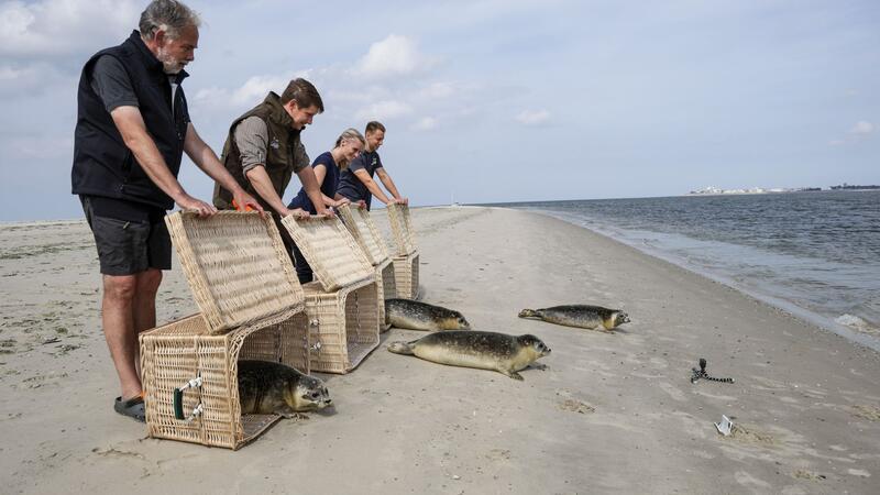 Reinhard, Oskar, Odin und Fridtjof auf dem Weg zurück in die Nordsee. Die vier jungen Seehunde wurden in der Seehundstation Norddeich aufgepäppelt.