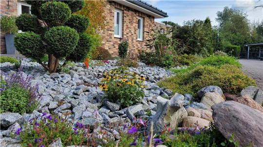 Reinhard Thiel hat den Garten vor seinem Haus bewusst als Steingarten angelegt. Etwa 80 bis 100 Bodendecker, Blumen, Stauden und Gehölze unterbrechen die Steinlandschaft. Foto: Leuschner