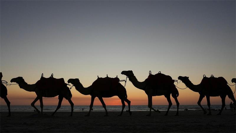 Reiten in den Sonnenuntergang: Kamele in in Broome in Westaustralien