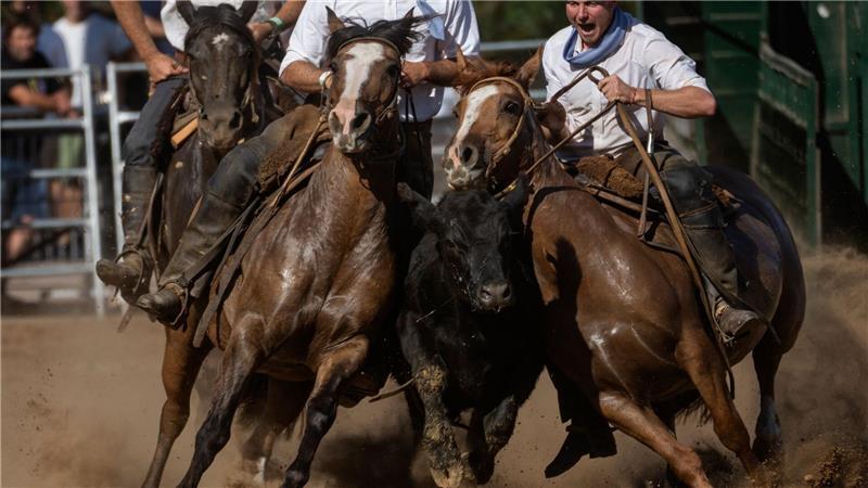 Reiter fangen ein Rind während eines Wettbewerbs bei der Reitveranstaltung „Nuestros Ceballos“ auf dem Messegelände La Rural in Buenos Aires ab.