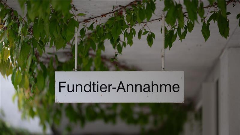 Kleine Notfelle - warum Straßenkatzen so leiden Rettung für ausgesetzte Katzen: die „Fundtier-Annahme“ im Tierheim Berlin. (Archivbild)