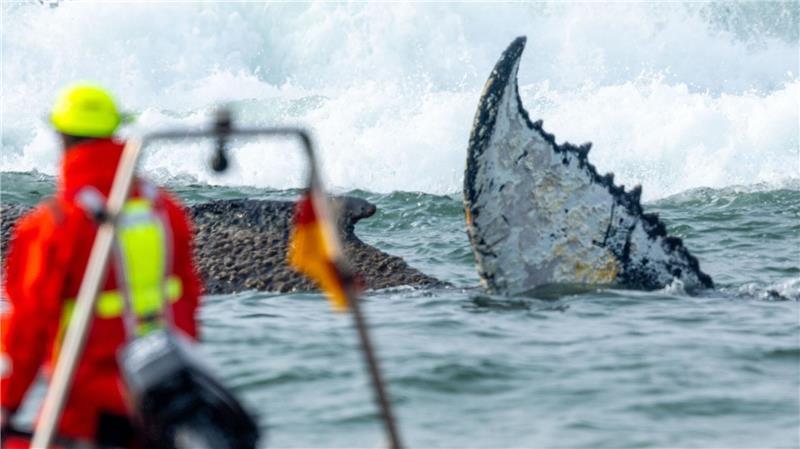 Rettungskräfte beobachten vom Strand aus einen Wal, der am Timmendorfer Strand gestrandet ist. Die Polizei hat das Gelände abgesperrt, um das Tier nicht zu beunruhigen. Die Rettung läuft seit den Morgenstunden.