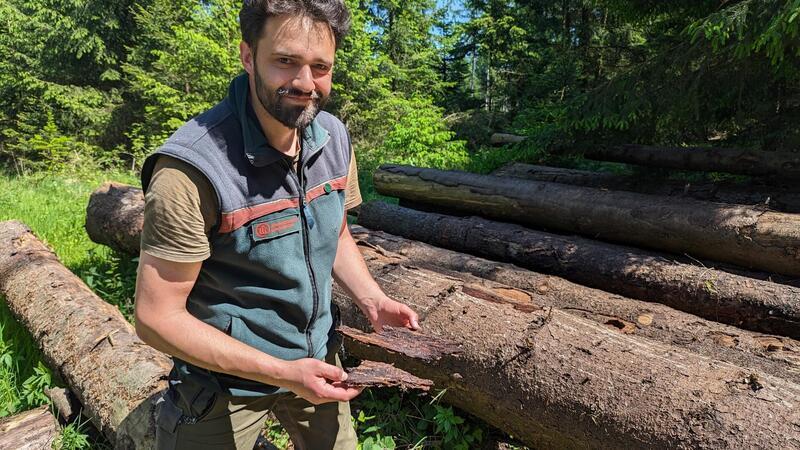 Revierförster Tobias Loewer erkennt an der Rinde sofort, dass der Borkenkäfer den Baum befallen hat. Um den Wald zu retten, setzt der Revierförster auf den aktiven Umbau des heimischen Waldes und die Naturverjüngung, also das ständige Aussäen von Keimlingen.