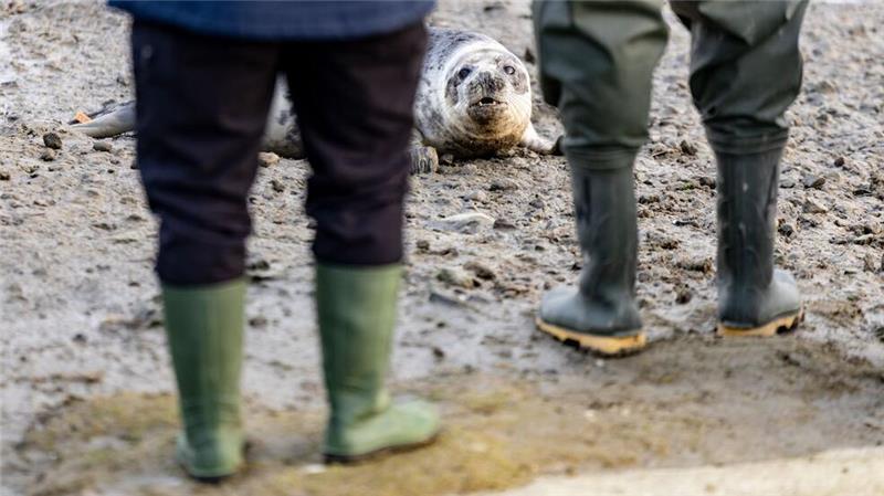 Richtung Wasser wollten sich die vier Kegelrobben nur langsam bewegen.