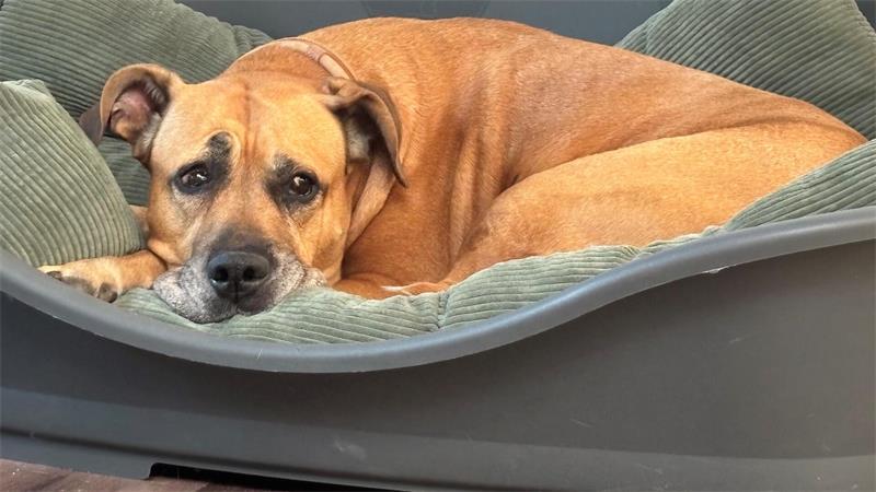 Eine Stunde beim Crossfit: Was Menschen zum Sport antreibt Ridgeback-Doggen-Mix „Major“ ist Tröster und gute Seele in der Crossfit-Box.