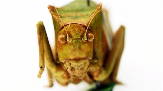 Riesenblattschrecken zählen zu den größten Insekten der Welt.