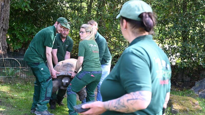 Riesenschildkröte Leopold bracht stolze 190 Kilogramm auf die Waage.