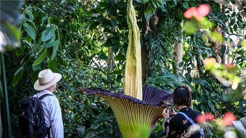 Riesige Titanenwurz blüht im Botanischen Garten in Berlin