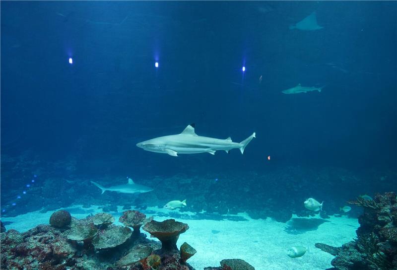 Riffhai schwimmen im großen Hai-Atoll im Tropen-Aquarium im Tierpark Hagenbeck. Obwohl die gestiegenen Energiekosten den Hamburger Tierpark Hagenbeck belasten, hat das noch keine Auswirkungen auf die Ticketpreise oder den Alltag der Tiere. Aktuell sind weder Besucher- noch Tierbereiche von Schließungen betroffen. Foto: Marcus Brandt/dpa