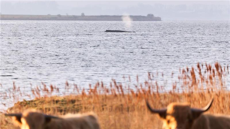 Rinder stehen auf einer Weide am Ufer, während im Hintergrund der Buckelwal am Vormittag noch immer auf einer Sandbank vor der Insel Poel liegt.
