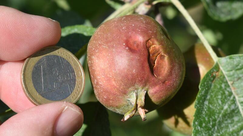 Hagelschutz: Niedersachsen lässt den Obstbau im Alten Land alleine Risiko: Hagel richtet immer wieder hohe Schäden im Obstbau an. Die 500 Familienbetriebe an der Niederelbe zahlen hohe Versicherungsprämien, ihre Mitbewerber nicht.