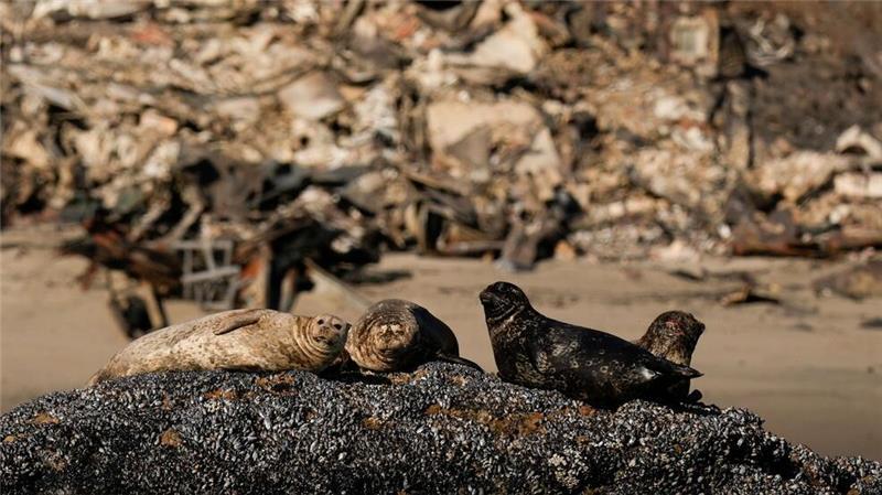 Robben sitzen auf einem Felsen vor Häusern, die durch das Palisades-Feuer in Kalifornien zerstört wurden.
