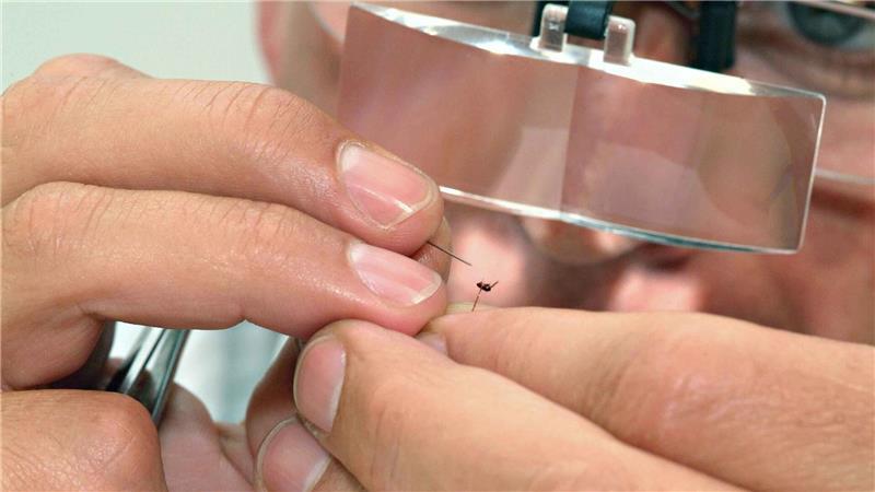 Robert Birk beim Anleinen eines Flohs.