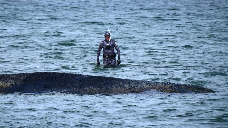 Buckelwal befreit sich in der Nacht von Ostsee-Sandbank Robert Marc Lehmann, Biologe, untersucht einen gestrandeten Wal in der Ostsee.
