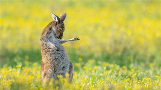 Rock The House: „Air Guitar Roo“ von Jason Moore.
