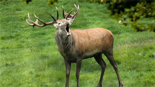 Röhrendes Rotwild im Wildpark Schwarze Berge.