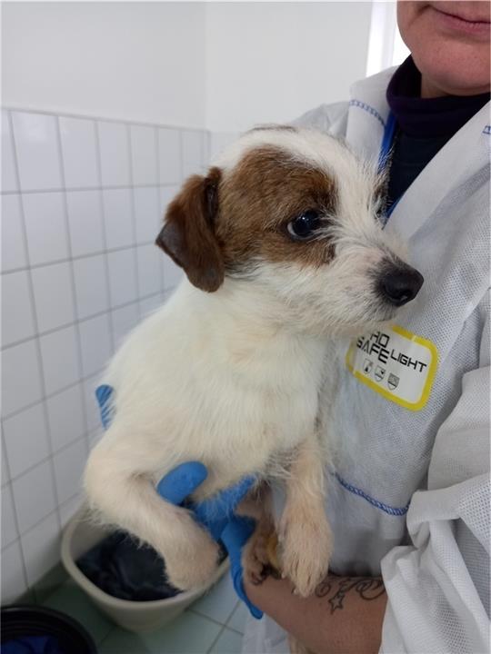 Roger sucht ein neues Zuhause. Foto: Landkreis Harburg