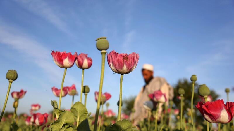 Rohopium wird aus Mohn hergestellt und dient als Basis für die Herstellung von Heroin.