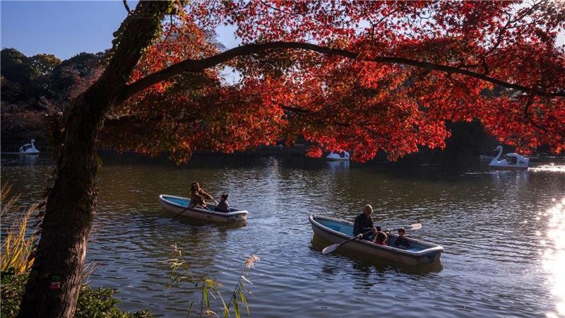 Romantik pur bietet der Herbst in Tokio. 