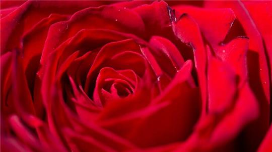 Rosen gelten als Boten der ewigen Liebe.