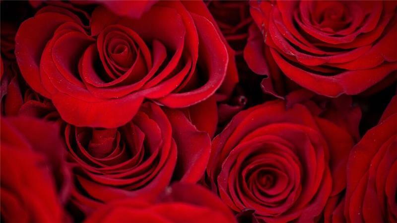 Warum riechen alle Blumenläden gleich und sind Rosen super? Rosen kommen im Winter nahezu komplett aus dem globalen Süden, hauptsächlich aus Kenia. (Archivbild)