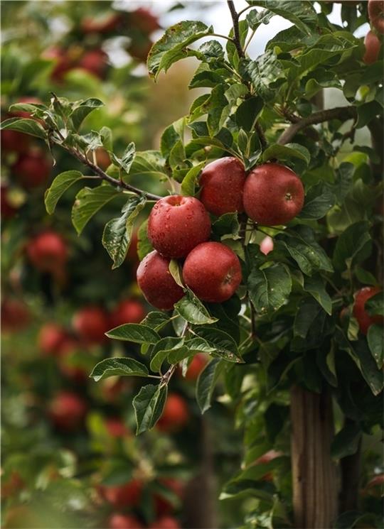 Rot ist die Zukunft: So sieht der erste Aldi-Süd-Apfel aus, die Rechte an der Sorte bleiben bei der Züchtungsinitiative Niederelbe (ZIN). Foto: Aldi Süd