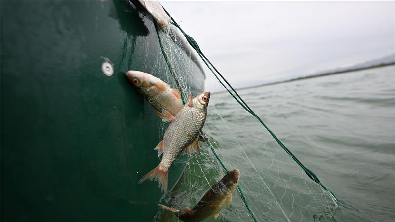 Rotaugen sind nicht nur als Speisefisch beliebt, sie sollen auch die rasante Ausbreitung der Quagga-Muscheln im Bodensee bremsen. (Archivbild)  