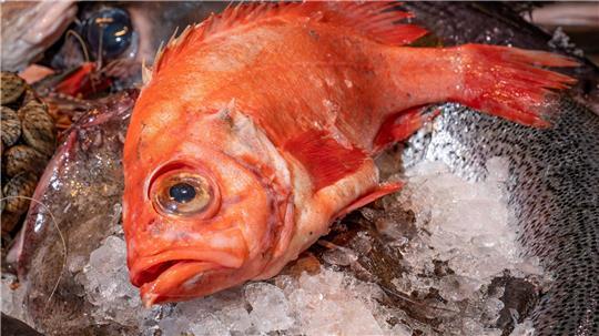 Rotbarsch gehört zu den Fischarten, die vor Grönland vorkommen und für die deutsche Fischerei wichtig sind.