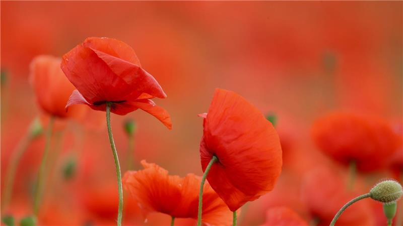 Rote Pracht: Mohn blüht in einem Feld