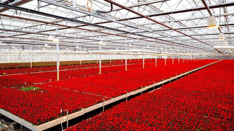 Rote Weihnachtssterne wachsen im Gewächshaus eines Gartenbaubetriebes.