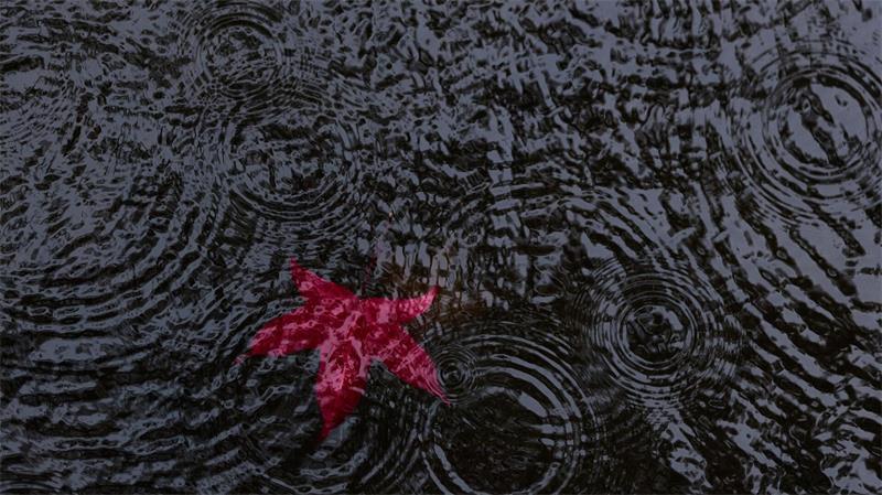 Rotes Herbstblatt im Weiher - Es wird regnerischer