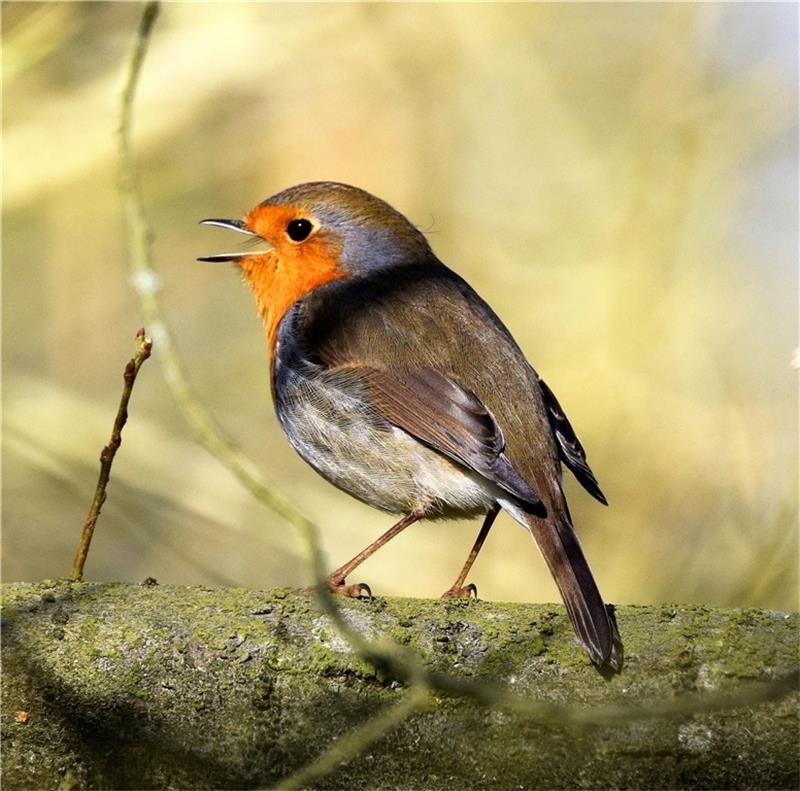 Die ausgeklügelten Sangeskünste der Vogelmännchen Rotkehlchen. Foto: Paulin