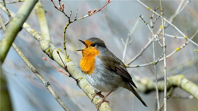 Rotkehlchen zwitschern noch vor dem Morgengrauen. (Archivbild)