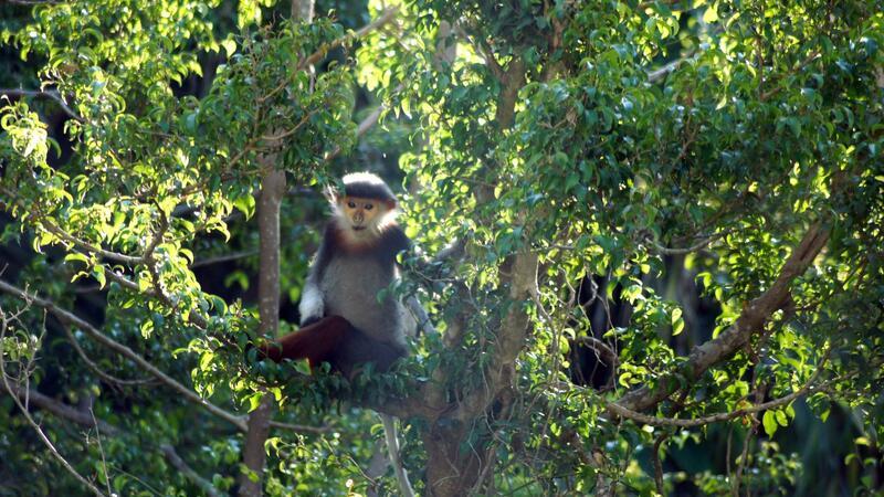 Rotschenklige Kleideraffen und andere ausgefallene Tierarten werden in Laos ab sofort besser geschützt. (Archivbild)
