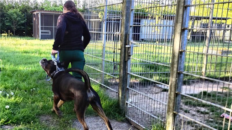 Wenn 46 Bewohner auf Futter warten: Mit Tempo durchs Stader Tierheim Rottweiler Rambo auf dem Weg in sein Gehege.