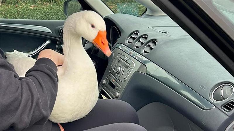 Ihr fünftes Weihnachten: Gans beschäftigt Polizei und Harsefelder Routinierte Rückreise: Seit sie auf einem Teich in Harsefeld bei wilden Enten lebt, ist Schlaubi schon mindestens zweimal zur Weihnachtszeit in den Ort gewatschelt. Ursprünglich war sie mal als Festtagsbraten gedacht.