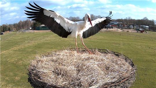 Ein Weißstorch steht im Storchennest in Fredenbeck.