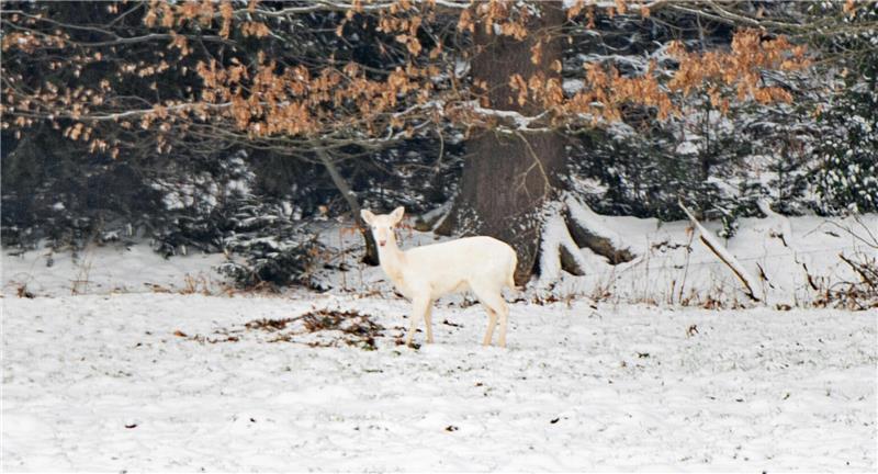 Ruhig und aufmerksam steht das schneeweiße Reh am Rand des winterlichen Waldes.